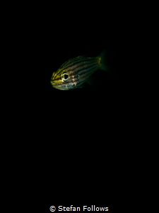 In my Solitude ... ! Cardinalfish - Apogonidae sp. Chalok... by Stefan Follows 
